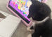 Kitten Looking for a Loving Home
