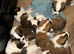 Saint Bernard Puppies For Sale