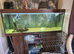 Oscar and 2 plecos