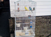 Pair of budgies with large cage and spare cage