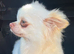 KC DNA tested chihuahua stud