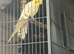2 Beautiful Cockatiels