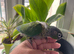 Green cheek conure handreared babies
