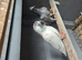 Pigeon for sale