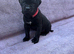 Beautiful cane corso puppies for sale 2 boys-3 girls ready for loving home