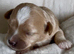 F1 Maltipoo Puppies Extensively Tested Parents