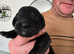 Puppies for sale