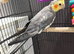 Young male cockatiel with large cage