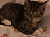 Beautiful Bengal Kitten for Sale – Simba