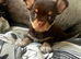 Choclate tan smoothcoat little boy