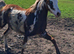 Registered Skewbald Welsh Part-bred