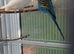 Bonded pair of budgies