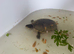 Musk turtles