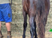 Friesian cross cob to make 15hh+