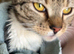 1 year old cat