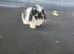 Mini lops