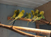 Budgies for sale in cardiff