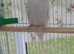 White hen