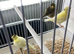 Three canaries not sure on sex