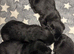 KC registered Scottish Terrier puppies