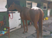 16.1hh chestnut mare