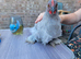 Lavendar pekin batam
