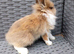 Fluffy lionhead cross mini lop baby!