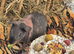 2 baby skinny pigs