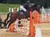 Extraordinary 16.1 gelding