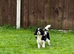 F1 cavapoos