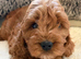 Cockapoo red female pup