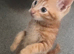 Kittens for rehome