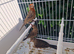Mexican house finch breeding Pair