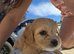 Cavachon puppies for sale 2 Boys Left