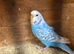 Female budgie