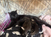 4 beautiful kittens (and Mamma)