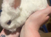 Unique Angora x lionhead 8 weeks