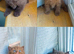 Active cinnamon carrier female Tica reg British shorthair