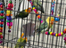 Baby lovebirds