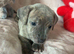 Staffy x puppies for sale
