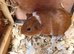 Guinea Pigs