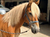 Haflinger X 13.2 mare