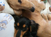 Longhair daschund puppy