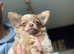 Chihuahua puppies for sale