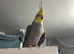 Hand Tame male cockatiel