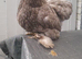 1 pekin bantam chicken