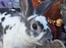 Castor Buck Mini Rex to RESERVE