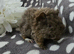 3 boars available