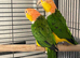 Yellow Thai caiques