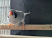 Light back black cheeked hen